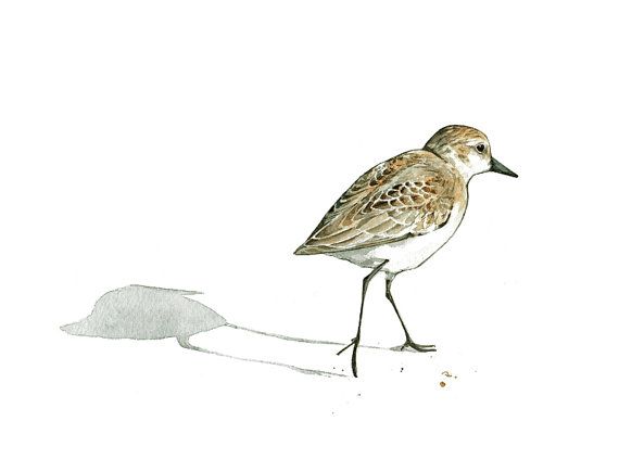 570x435 Sandpiper Print Beach Bird Watercolor Painting Drawing Ideas - Sandpiper Drawing