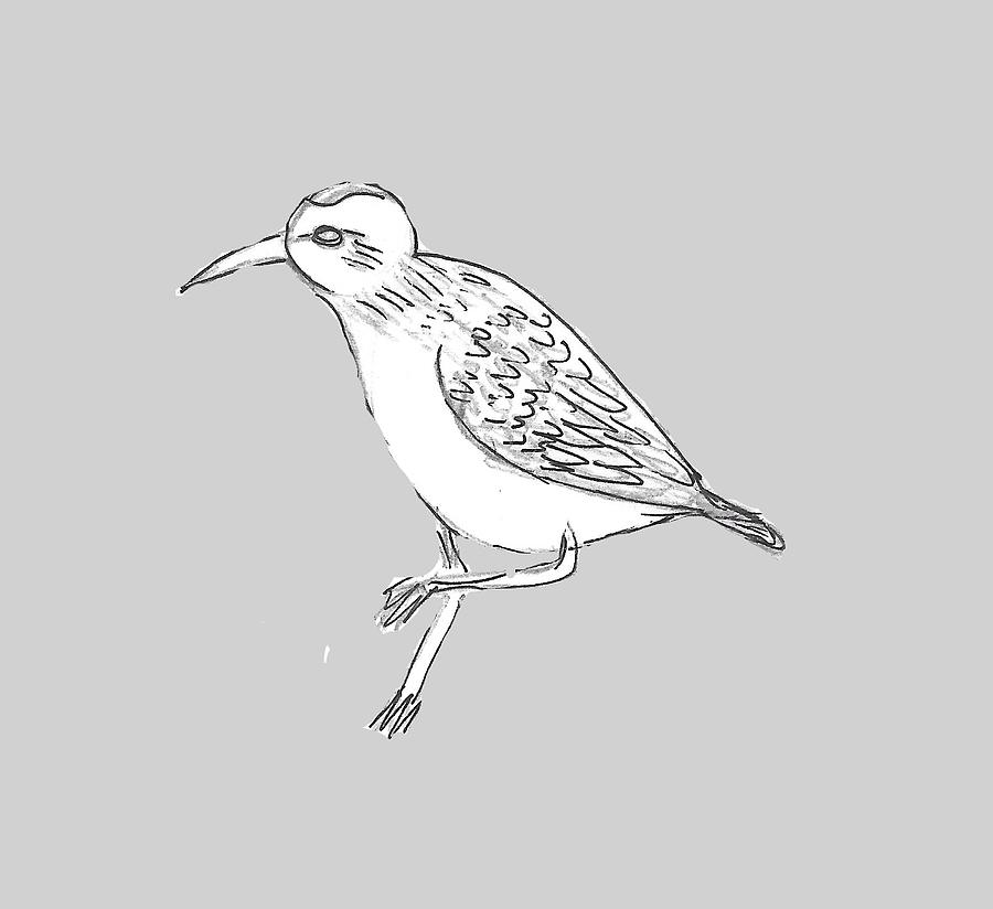 900x824 sandpiper scribble drawing - Sandpiper Drawing