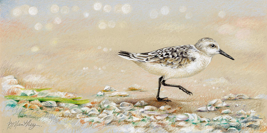 900x450 Sandpiper Study One Drawing - Sandpiper Drawing