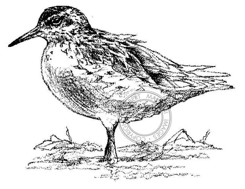 794x612 Sharp Tailed Sandpiper Pencil Drawing Bird Art Wildlife Art Etsy - Sandpiper Drawing
