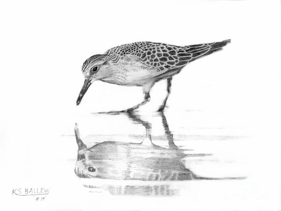 900x675 Shoreline Reflection Drawing - Sandpiper Drawing