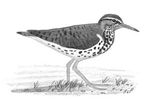 300x199 spotted sandpiper april - Sandpiper Drawing