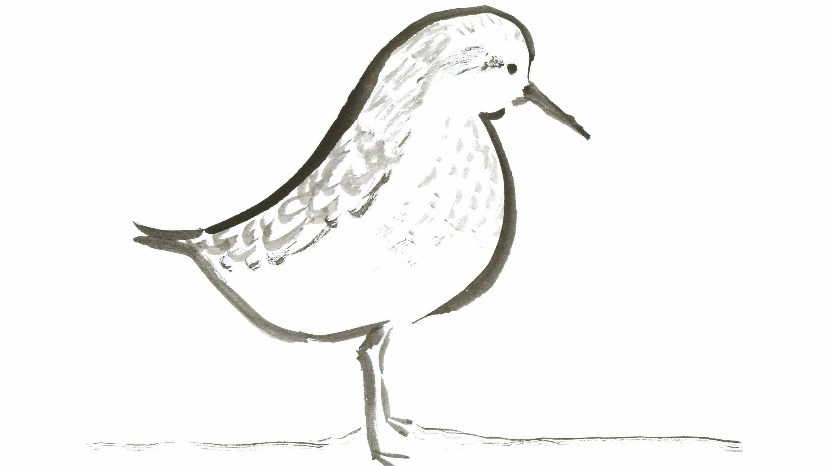 2790x1567 where's my dinner it was here a second ago the sandpiper - Sandpiper Drawing