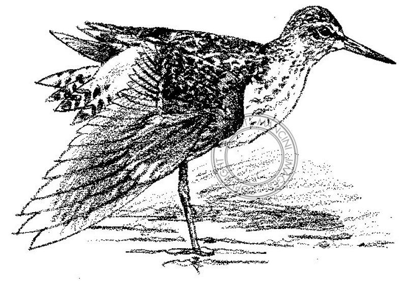 794x568 Wood Sandpiper Pencil Drawing Bird Art Wildlife Art Etsy - Sandpiper Drawing