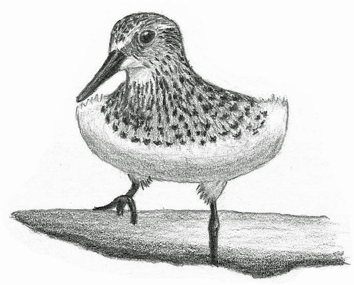 694x558 Baird's Sandpiper - Sandpiper Drawing