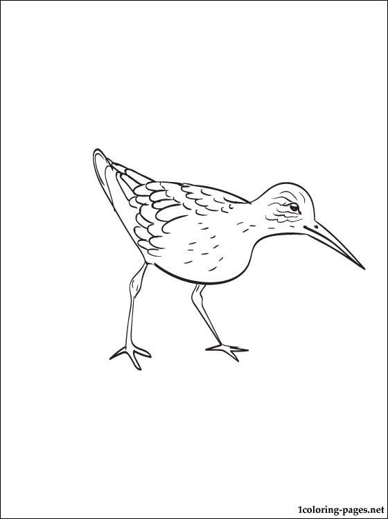 560x750 Coloring - Sandpiper Drawing