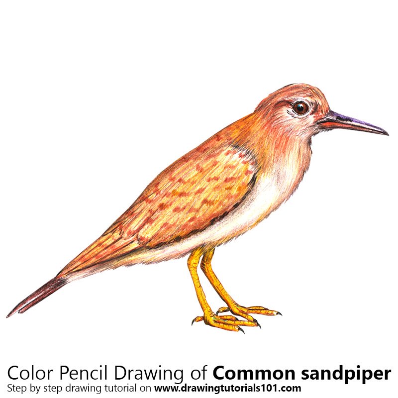 800x800 common sandpiper colored pencils - Sandpiper Drawing