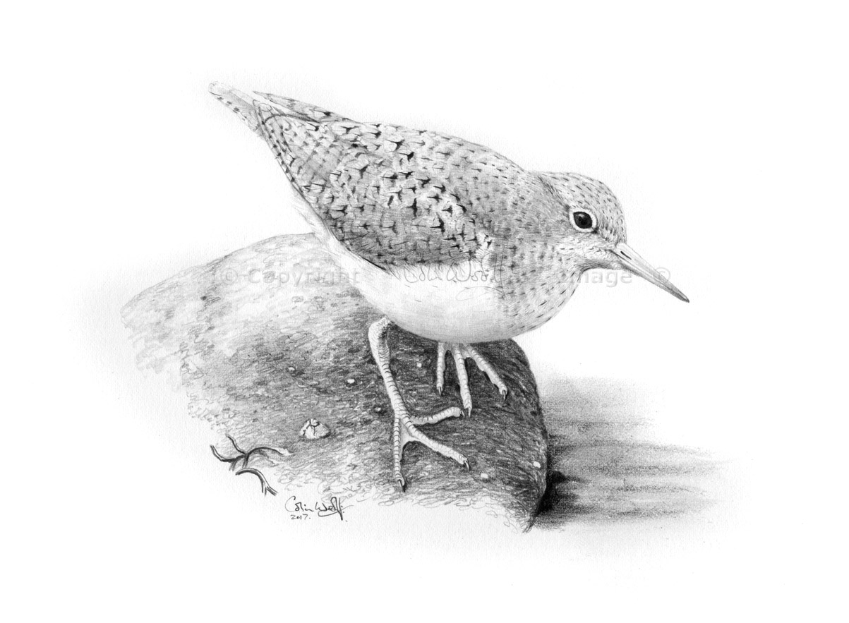 1203x883 common sandpiper in pencil - Sandpiper Drawing