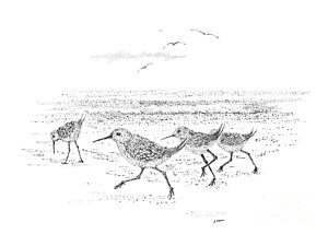 300x214 Dance Of The Sandpipers Drawing - Sandpiper Drawing