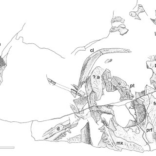 320x320 Palaeohatteria Sap The Specimen Represents One - Sap Drawing
