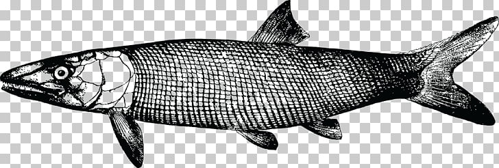 728x246 Guide To The Study Of Fishes Sardine Drawing The Head And Hands - Sardine Drawing