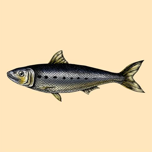 490x490 Hand Drawn Sardine Fish - Sardine Drawing