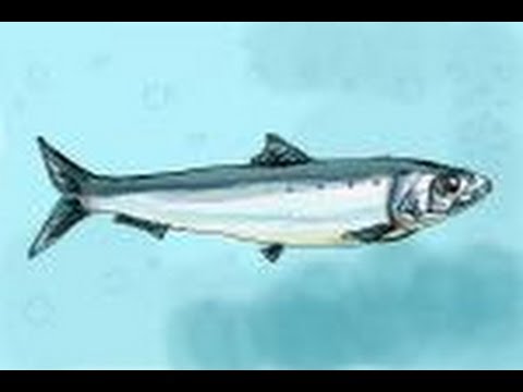 480x360 How To Draw A Sardine - Sardine Drawing