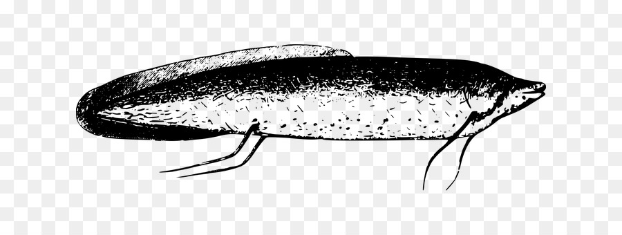 900x340 Lake, Fish, Drawing, Transparent Png Image Clipart Free Download - Sardine Drawing