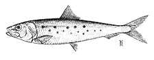 225x88 Sardine, Pacific - Sardine Drawing