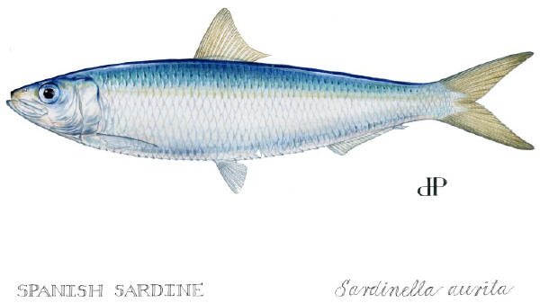 600x337 Sardine Drawing - Sardine Drawing