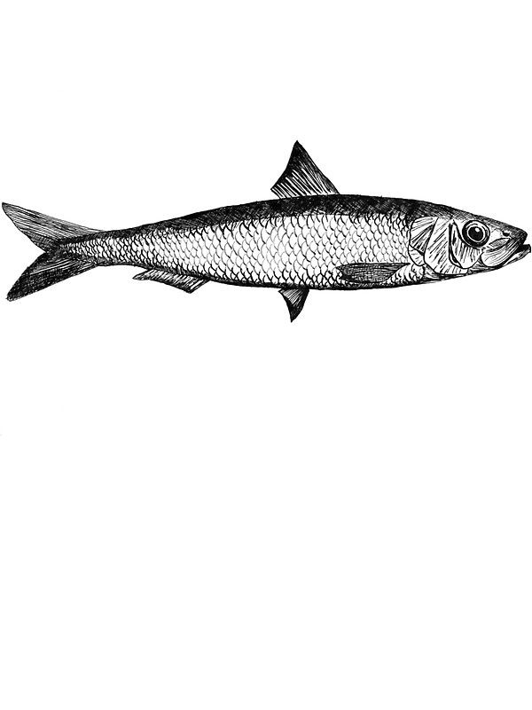 600x800 Sardine Illustration - Sardine Drawing