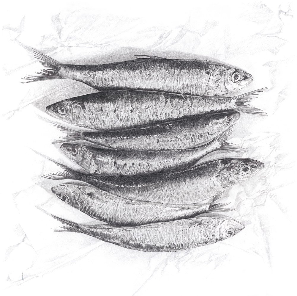 Sardine Drawing at Explore collection of Sardine