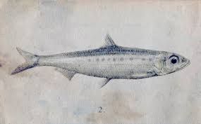285x177 Sardine Illustration - Sardine Drawing