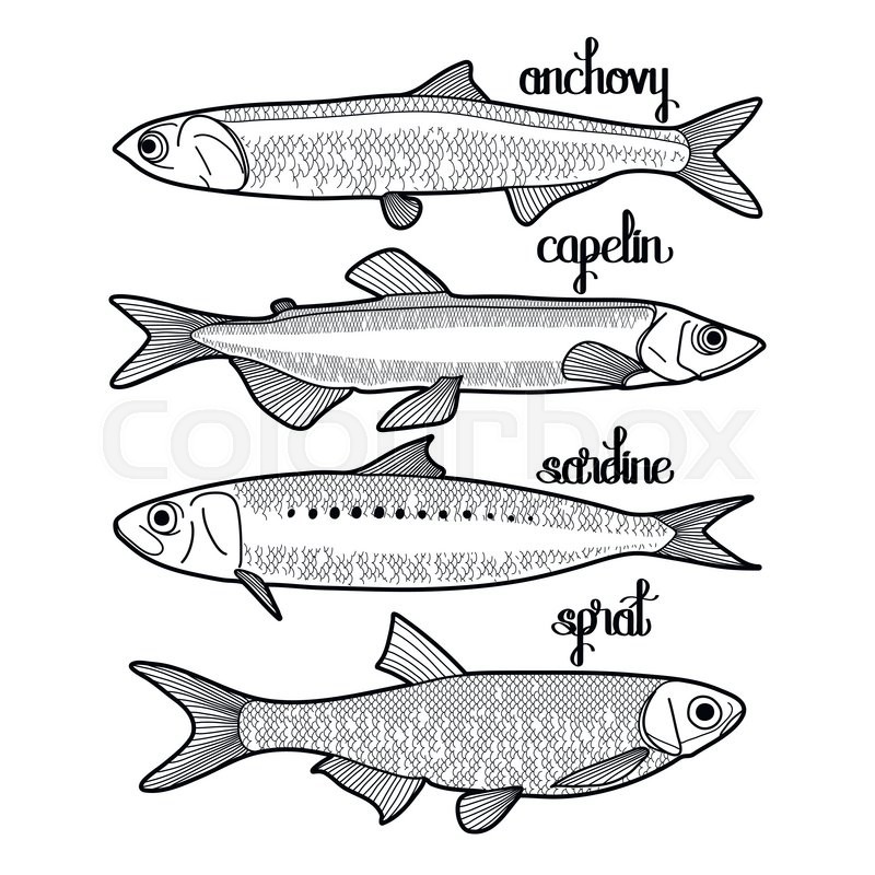800x800 Graphic Small Fish Collection Drawn Stock Vector Colourbox - Sardine Drawing