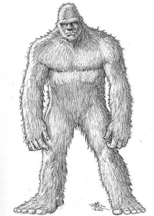 500x700 Oregon Bigfoot Art, Drawings And Paintings - Sasquatch Drawing