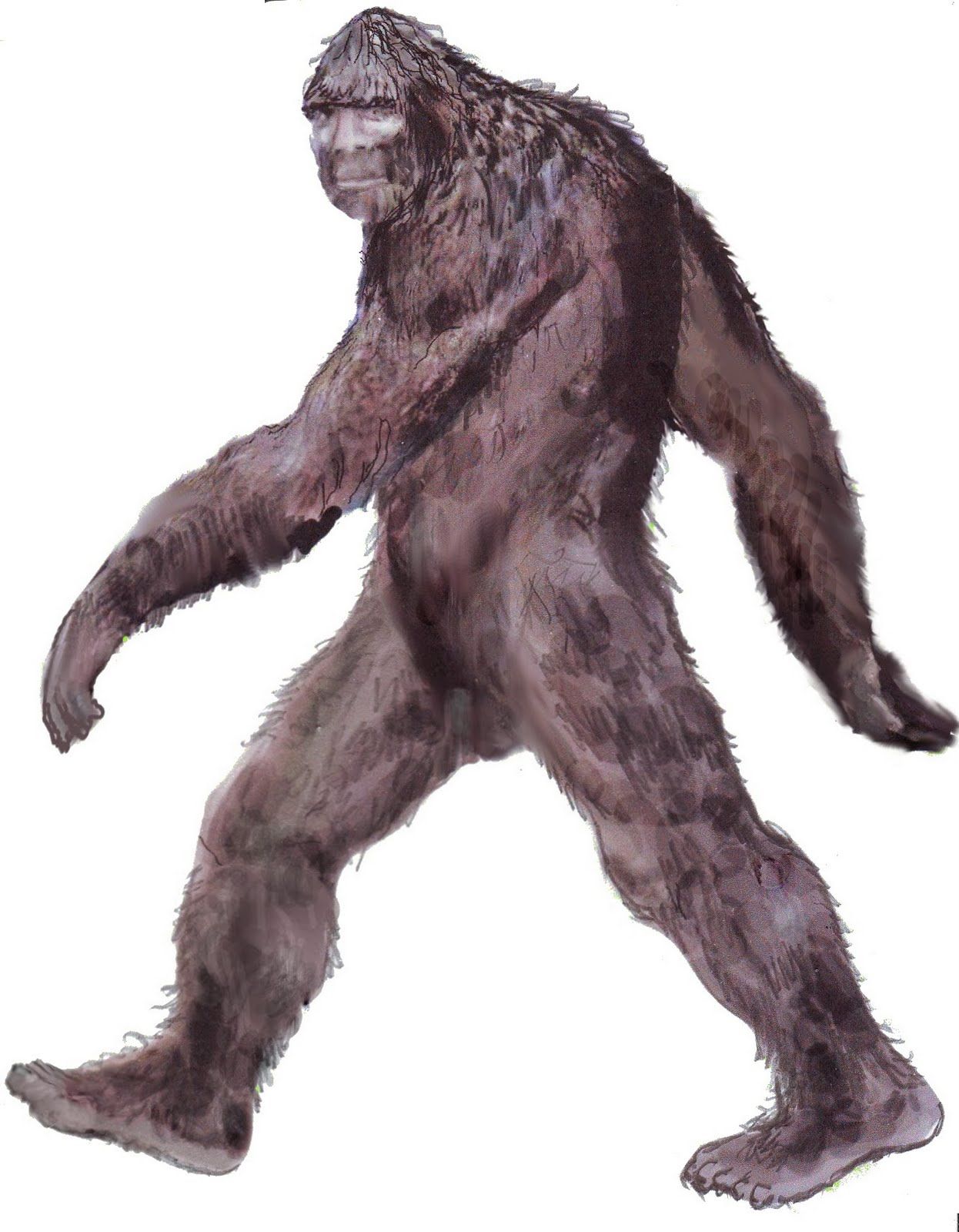 1246x1600 Sasquatch Drawing Mythical Creatures And Monsters - Sasquatch Drawing