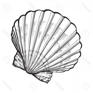 300x300 photostock vector scallop sea shell sketch style vector - Scallop Drawing