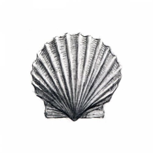 500x500 printmaking scallop shell - Scallop Drawing