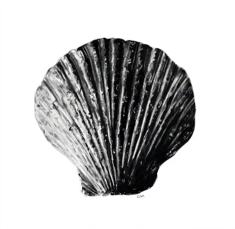 800x782 scallop shell drawing - Scallop Drawing