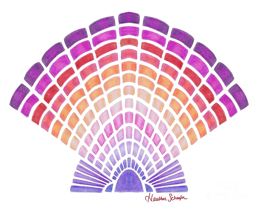 900x722 scallop shell drawing - Scallop Drawing