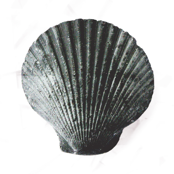 700x700 scallop shell graphite sculpture pencil drawing and writing tool - Scallop Drawing