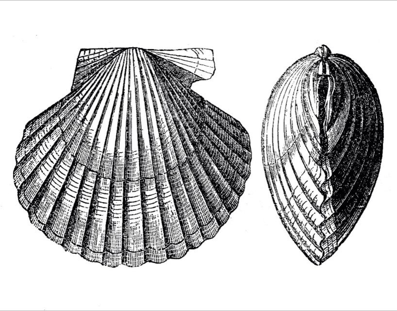 818x640 scallop shell vintage drawings in graphics fairy, shell - Scallop Drawing