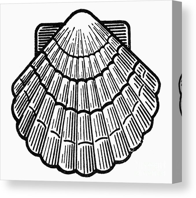 678x685 symbol scallop shell canvas print canvas art - Scallop Drawing