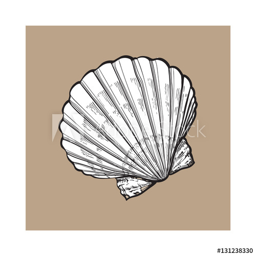 500x500 white scallop sea shell, sketch style vector illustration isolated - Scallop Drawing