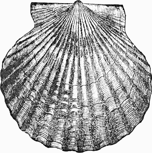 485x489 Free Scallop Clipart - Scallop Shell Drawing
