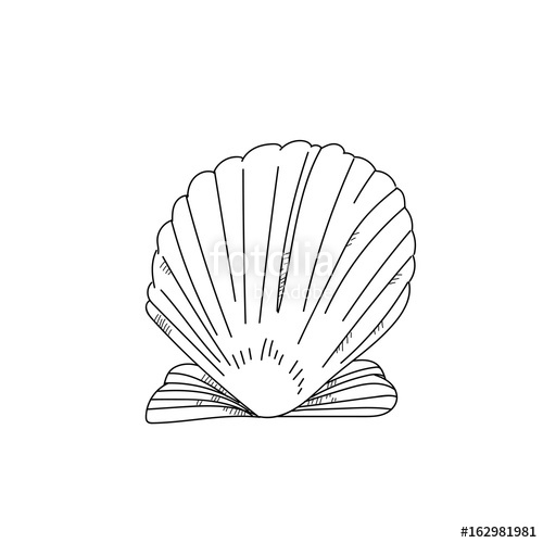 500x500 Hand Drawn Scallop Shell Sketch On White Background Stock Photo - Scallop Shell Drawing