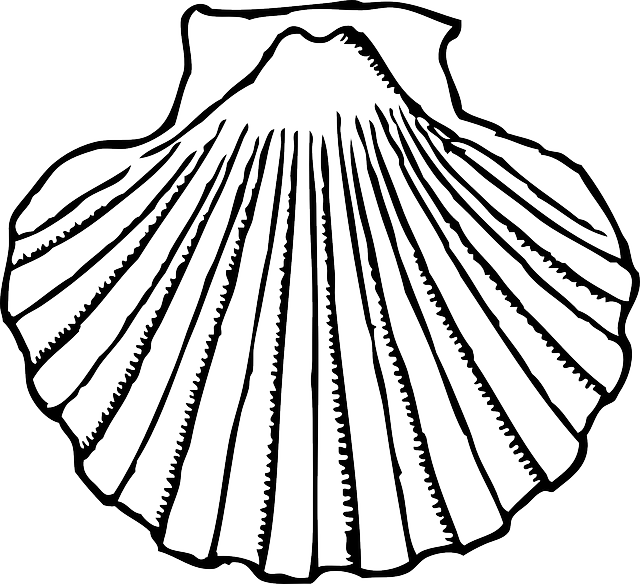 640x584 Scallop Shell Transparent Download Huge Freebie! Download - Scallop Shell Drawing