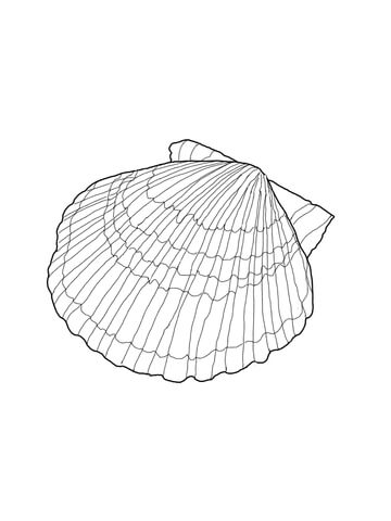 360x480 Huge Collection Of 'scallop Shell Drawing' Download More Than - Scallop Shell Drawing