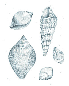 240x300 Scallop Shell Drawings Fine Art America - Scallop Shell Drawing