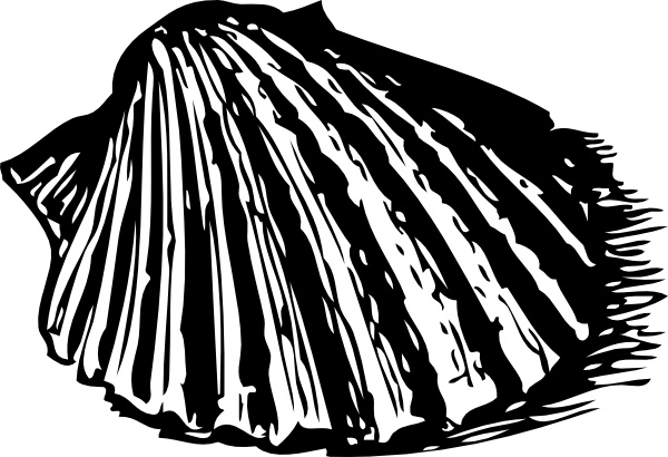 600x410 Scallop Shell Clip Art Free Vector In Open Office Drawing - Scallop Shell Drawing