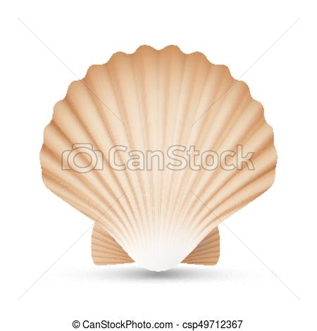 450x470 Scallop Seashell Vector Realistic Sea Shell Close Up Isolated - Scallop Shell Drawing