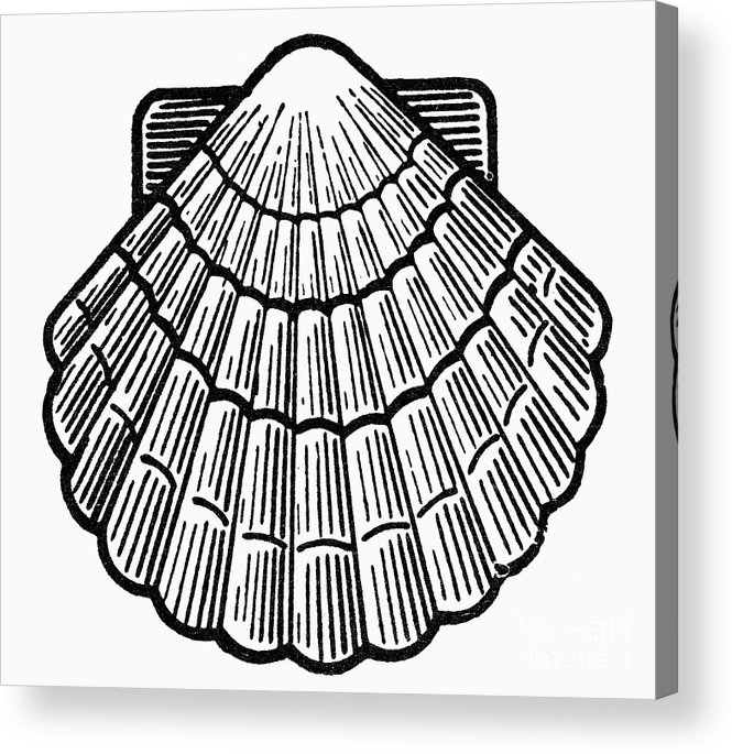 665x685 Symbol Scallop Shell Acrylic Print - Scallop Shell Drawing