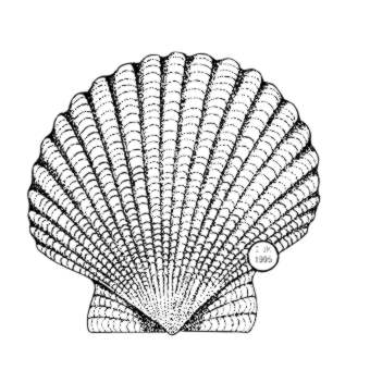 340x340 Travel Places Scallop Shell - Scallop Shell Drawing