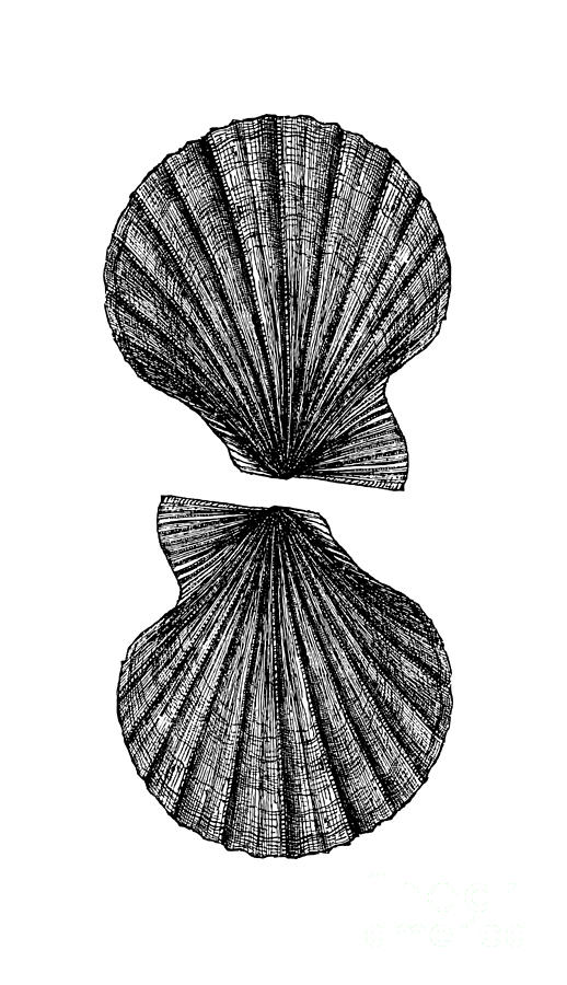 518x900 Vintage Scallop Shells Photograph - Scallop Shell Drawing