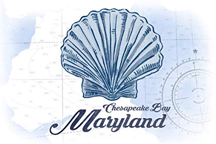 425x283 Chesapeake Bay, Maryland - Scallop Shell Drawing