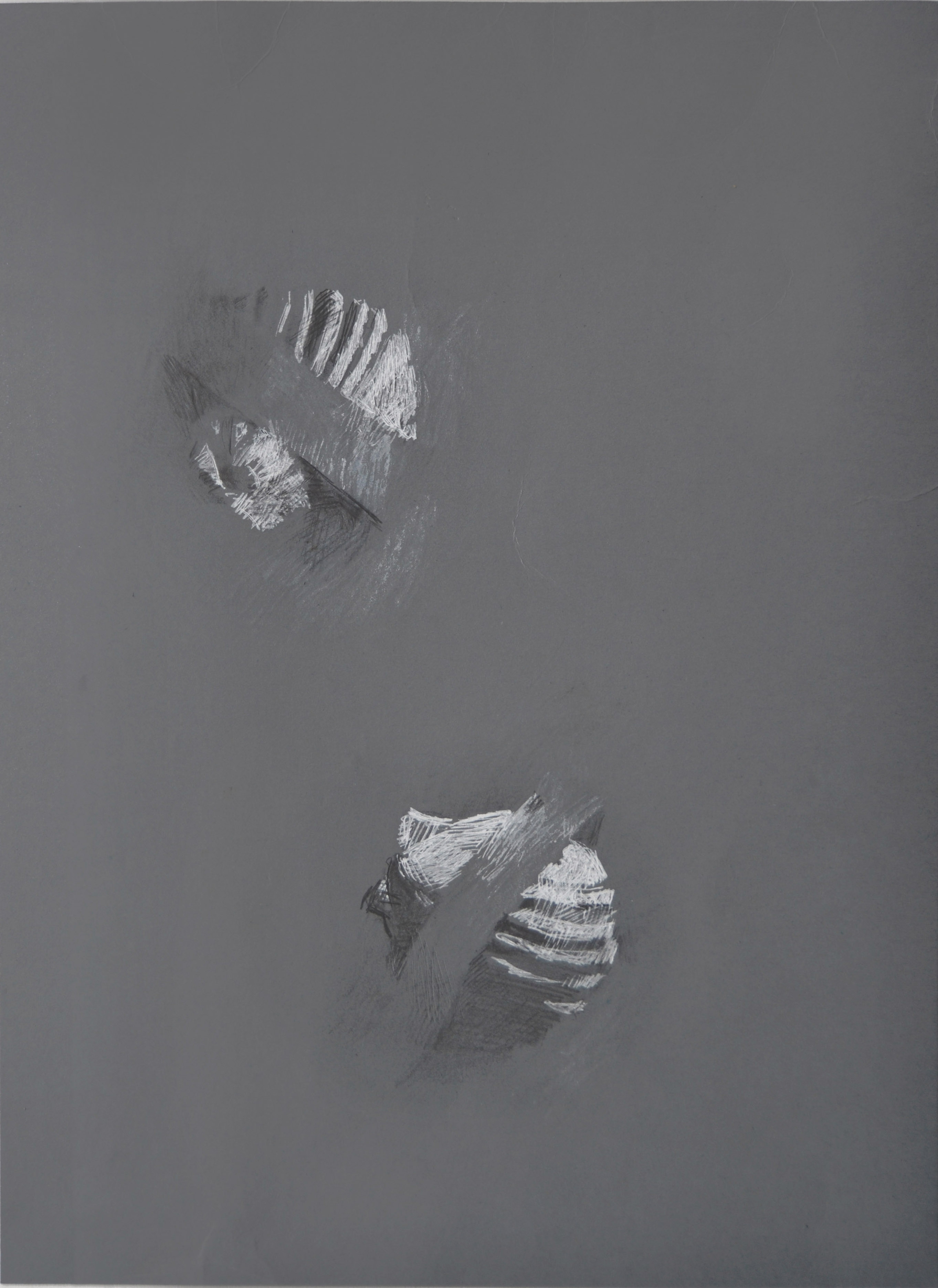 2725x3742 Athanasios Argianas Drawing Of Paper Scallop Shell No - Scallop Shell Drawing