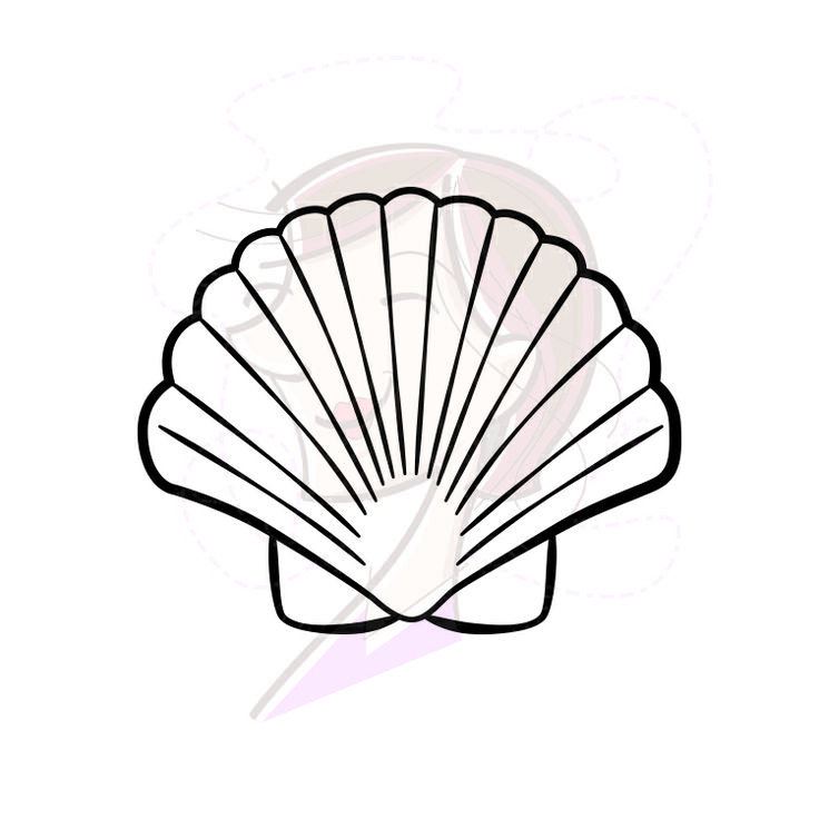 736x736 Best Photos Of Scallop Shell Drawing - Scallop Shell Drawing