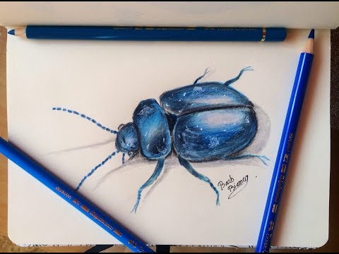 480x360 drawing a scarab beetle with color pencils - Scarab Beetle Drawing