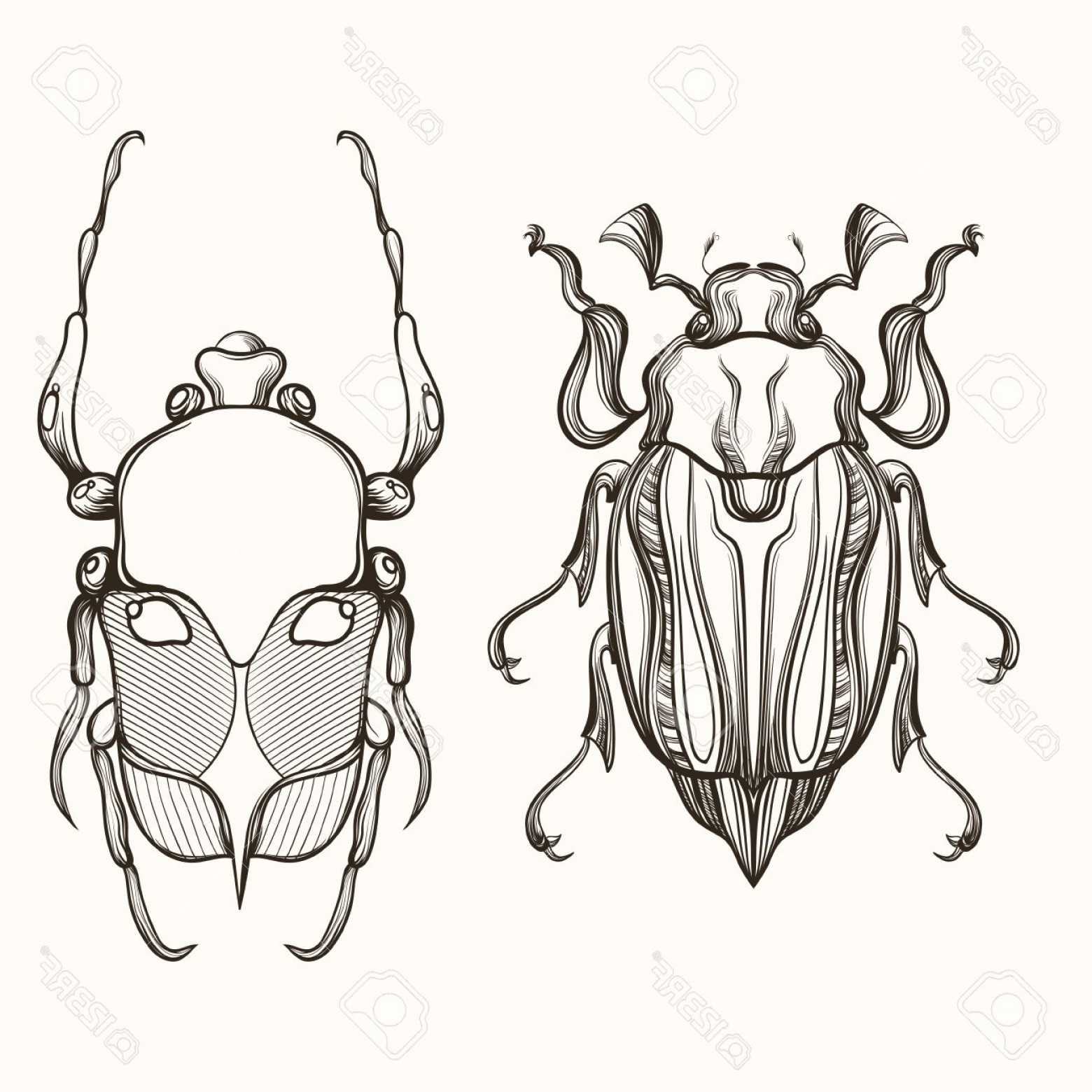 1560x1560 photostock vector hand drawn engraving sketch of scarab beetle - Scarab Beetle Drawing