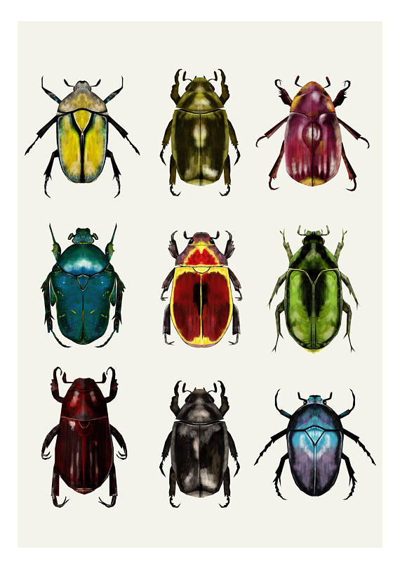 570x809 beetle drawing for free download - Scarab Beetle Drawing